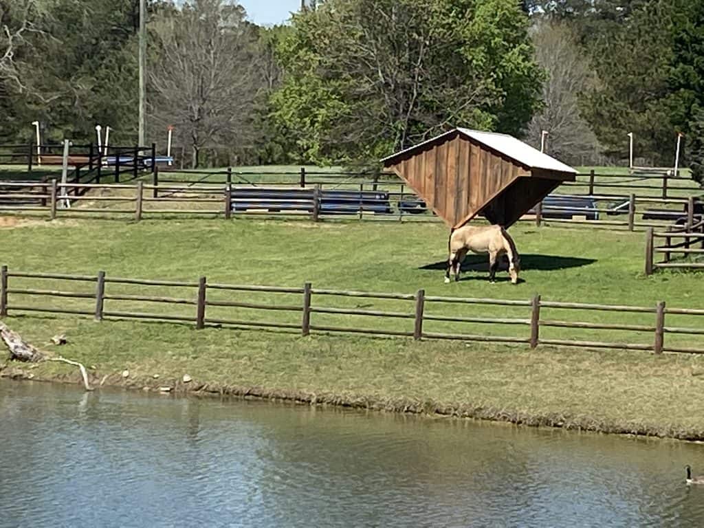 Horse grazing in a paddock next to a pond.